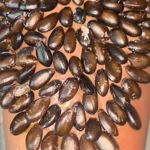 7.3K views · 90 reactions | Tick Removal: A Step-by-Step Guide #ticks | Luke Herrera | Facebook