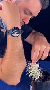 11 reactions | what to do if you touch a jumping cholla #cactus #plants #tutorial #cacti #funfactsdaily #funfacts #naturelover #plantsmakemehappy #plantsmakepeoplehappy #wildlife | Animalogic | Facebook
