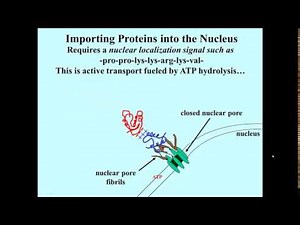 Importing Proteins to Nucleus