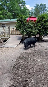 950 reactions · 22 shares | Let me make sure mamas working hard on my walk way so my feet don’t get dirty I need a nap but mama said not yet she needs my help | Scarlett O'Hara The Southern Belle Pig | Facebook