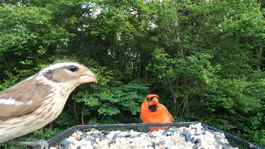 12K views · 746 reactions | Rose-breasted Grosbeak (female), Northern Cardinal, Black-capped Chickadee | Critter Cam | Facebook