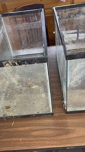 1M views · 6.4K reactions | Repurposed a couple old fish tanks into a beautiful plant terrarium  | Foraging Fosters | Facebook