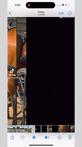 #tommieturveysprofessionalanimals #atlstunthorses #animalactors #horsetraining #moviehorse #drivinghorses | Tommie Turvey