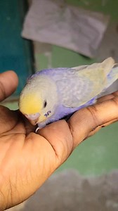 2.1K views · 42 reactions | Home Breed Purple . . . . . . White Java...