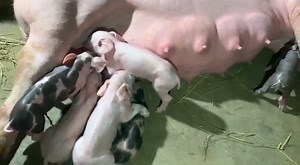 Mother Pig Barking During Her Babies Feeding Pig Farm Pig Videos #Pigs | Pig Videos