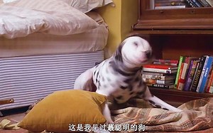 没脱单的你可能是因为没有养狗！《101真狗》喜剧爱情片