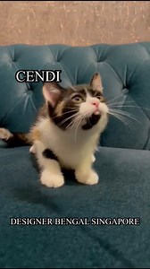 PERSIAN X MUNCHKIN KITTEN (Prebook) NON STANDARD - LONGLEGS Cendi - Female - Calico All purchased kitten includes : - 2 x Vaccinations - 2 x Deworming - 2 x Revolution treatment - FELV/FIV/FCOV(Coronavirus) /GIARDIA/FPV(parvovirus) : Vet test memo negative - Comprehensive blood test - Mandatory for sterilization (price not included) - Microchip - Litterbox trained - Responsible pet ownership training session for owners 1 month of UNLIMITED ONLINE VET CONSULTATION with our online partnered vets! 