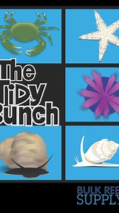 Bubble algae, BEWARE! Introducing the emerald crab, who will help keep your saltwater aquarium clean from pesky, hard to beat algae, and uneaten fish food! #bulkreefsupply #brstv #saltwateraquarium #reeftank #reef #fishtank #coral #reefaquarium #saltwatertank #aquarium #marinelife #oceanlife #tropicalfish #fish #hobby #freshwater #freshwateraquarium #plantedtank #aquascape | Bulkreefsupply.com - Saltwater Aquarium Supplies