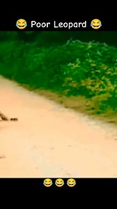 5.3K views · 18 reactions | Poor leopard, haha  #WildlifeDrama #NatureHumor #LeopardLife #AnimalAntics #PredatorProblems | Himalayadiary.com | Facebook