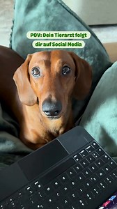 Immer brav natürlich. 👀🐾 #AlwaysWatching #FellnaseImBlick #Hundepolizei #immerartig | zooplus