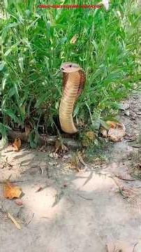 How a Father Saved His Child from a Snake 🐍❌🤯woodworkingwitharthandcrafted/ideashomemaderealtalen...