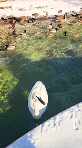 When your trumpeter swan bestie is excited to see you 🥰🎺 | Philadelphia Zoo