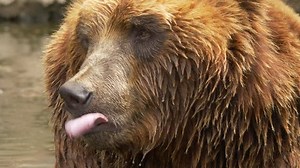 Kamchatka Brown Bear Ursus Arctos Beringianus 库存影片视频（100% 免版税）29240014 | Shutterstock