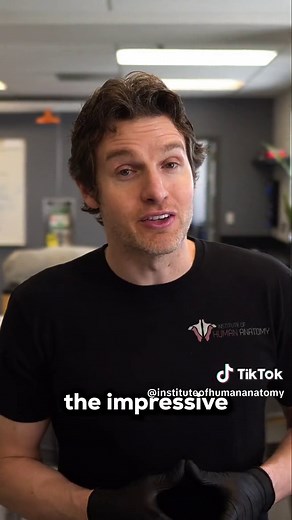 Fastest Flacid to Fully Erect: Human Body Blood Flow Changes Explained