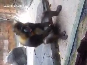 Crazy monkey started masturbation