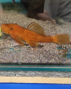 21 reactions · 7 comments | Earlier I showed the small super reds, when this adult male popped out I thought I'd share a video of him too  There are two males left in this tank. | Premier aquatics ltd | Facebook