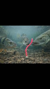 They absolutely love it. Our ultra realistic Twitch Worm made from ultra stretchy TPE delivers insane action and natural buoyancy that triggers bites when nothing else works. The floating behavior keeps the tail alive on the pause and that is often the key difference maker. Have you tried it yet or are you still missing out #SproFreestyle #TwitchWorm #FinesseFishing #StreetFishing #PerchFishing | SPRO Freestyle