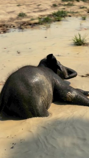 2K views · 63 reactions |  The Chai Lai Orchid | The Chai Lai Orchid | Facebook