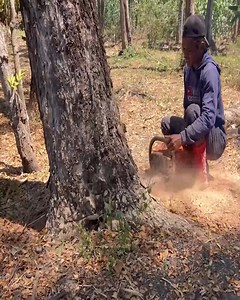 A little touch to cut this tree | Bulldozer Operator