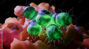 Neisseria gonorrhoeae, often referred to as the gonococcus, is a species of Gram-negative bacteria known primarily as the causative agent of the sexually transmitted infection gonorrhea.