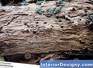 Puutarha: Willow Beetles - 2026 | Fi.Interior-Designy.com