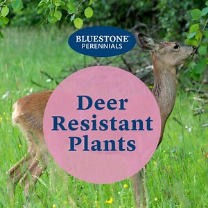 Protect the beauty of your landscape with our deer-resistant perennial collection. Chosen for their natural deterrents — fragrance, texture, and resilience. Let your garden flourish, undisturbed and full of life. | Bluestone Perennials