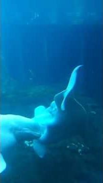 Whales mating AT SEAWORLD