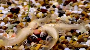 18 reactions | Local bred albino bristlenose catfish  #paulsaquariums #brisbane | Paul's Aquariums | Facebook