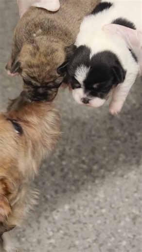 PAWS Chicago on Reels