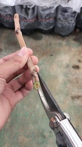 Process of pruning and planting grape cuttings #farming #education #cuting #fyp #reels | Tunjung Suhargo