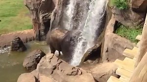 Round two: Rex, getting a super soaking in the waterfall. #elephant Video credit: Nick Newby, Elephant Supervisor | Oklahoma City Zoo and Botanical Garden