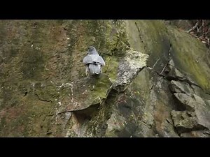 Peregrine Falcons - Size differences between male and female birds