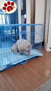 11K views · 435 reactions | Too Hot Too Handle ❤️ . . Join PawTok - Pet Lovers Club a community of Pet Loving Hoomans ! #pawtok #cutedog #tiktok #petlover | PawTok | Facebook