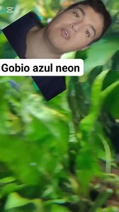 Gobio azul neon disponible #gobio #blue #fish | Ralfish Acuarismo