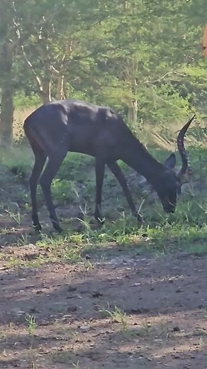 Keep your eyes open for the black Impala on the Heritage Safari Lodge property. We introduced them as sub adults and are thrilled with their maturing progress! Do let us know if you've seen them 🖤 EXPERIENCE THE MAGIC OF AFRICA! Website in bio. . . . #zulunyala #antelope #impala #animalsofinstagram #animals #special #reelsinstagram #reels #reelviral #amazing | Zulu Nyala