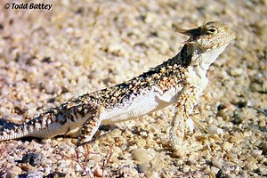 Desert horned lizard - Alchetron, The Free Social Encyclopedia