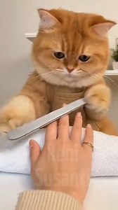 1.3M views · 14K reactions | currently concentrating, do not disturb #funnyvideos #AI #cat | Reni Susanti | Facebook