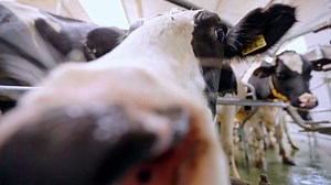 Milking Process at Dairy Factory. Holstein Cow Head on Milking Machine Stock Video - Video of suction, technology: 99706573