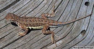 Earless lizard - Alchetron, The Free Social Encyclopedia