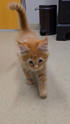 Sweet Stanley boy #fypシ゚viralシfypシ゚viralシalシ #kitty #mainecooncat #kittensofinstagram #mainecoonkitten #mainecoonusa #kittylove #mainecoonlovers #kittycat #spoiled | Tatertot MaineCoon Cattery