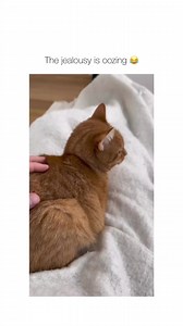 4.4K views · 62 reactions | The owner better sleep with one eye open tonight  | My Feline Buddy | Facebook