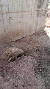 17K views · 428 reactions | Cachorros passando fome gente. | TEM De TUDO | Facebook