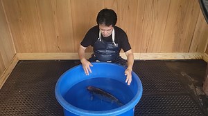 36 reactions | Did you know Kogane Ochiba translates to "Golden...