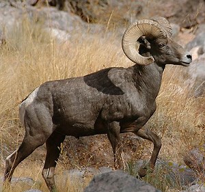 Desert bighorn sheep - Alchetron, The Free Social Encyclopedia
