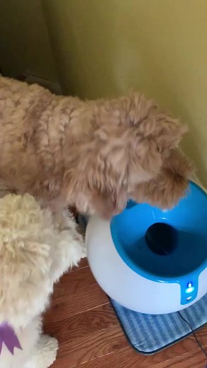 Oh @mr.cruisergdoodle, you know how to work smart instead of work hard. 🤷 We get it. Some days the Stairmaster is just not in the cards. | iFetch