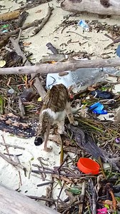 196K views · 9.5K reactions | Selepas 3 bulan .. Talang Si Kucing Bertuah .. dulu cast away kat pulau makan bangkai tikus & ikan busuk..sekarang makan Royal Canin 藍 #fbpro #cat #savealife | Frugal Outdoors & Camping | Facebook