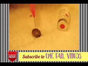 Ever Seen A Tick Explode