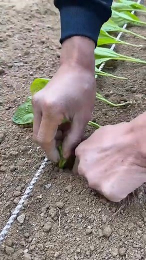 Vegetable straight line equidistant planting process #reelsfypシ #trendingreel #explore #viralchallenge #viralreelschallenge | Erica wigdor, do