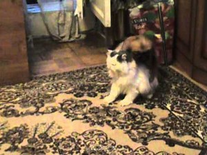 Dog Loves Fuck Cat!
