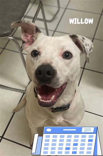 1.9K views · 34 reactions | Willow gets the sad reminder every year...another year gone without anyone wanting to adopt her. She is cute, funny, and FULL of love. Interested in adopting Willow? Visit https://lcpbr.com/adoptable-dogs/ to inquire. #lcpbr #annualvetvisit #waiting #adoptdontshop | Lake Charles Pit Bull Rescue | Facebook